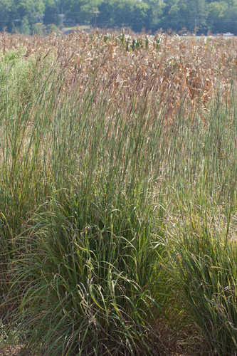 Andropogon gerardii #1